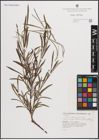 Foto von Salix eleagnos subsp. angustifolia (Cariot) Rech. f.